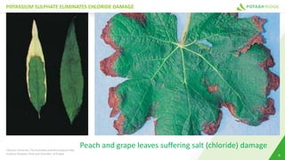 POTASSIUM SULPHATE ELIMINATES CHLORIDE DAMAGE
9
Clemson University, The Australian and NewZealand Field
Guide to Diseases, Pests and Disorders of Grapes
Peach and grape leaves suffering salt (chloride) damage
 