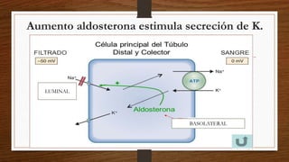 Aumento aldosterona estimula secreción de K.
BASOLATERAL
LUMINAL
 
