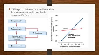  El bloqueo del sistema de retroalimentación
de aldosterona afecta el control de la
concentración de k.
 