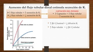 Aumento del flujo tubular distal estimula secreción de K.
• ↑ [K+] luminal = ↓ difusión K
• ↑ flujo tubular = ↓ [K+] tubular
↑ flujo tubular = ↑ secreción de K.
↓ flujo tubular = ↓ secreción de K
CAPTACIÓN DEL POTASIO
• ↑ Captación = ↑ flujo tubular
↑ secreción de K.
 
