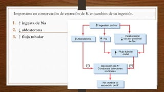 Importante en conservación de excreción de K en cambios de su ingestión.
1. ↑ ingesta de Na
2. ↓ aldosterona
3. ↑ flujo tubular
 