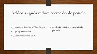 Acidosis aguda reduce secreción de potasio
• ↓ actividad Bomba ATPasa Na/K
• ↓ [K+] intracelular
• ↓ difusión luminal de K
• Acidosis crónica = pérdida de
potasio.
 