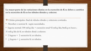 La mayor parte de las variaciones diarias en la excreción de K se deben a cambios
en la secreción de K en los túbulos distales y colector.
 Células principales: final de túbulos distales y colectores corticales.
• Absorber o secretar K según necesidades.
• Ingesta normal: 100 mEq/día = excreción renal 92 mEq/día; 8mEq en heces ;
31 mEq/día de K en túbulos distal y colector.
• ↑ Ingesta = ↑ secreción K en túbulos.
• ↓ Ingesta = ↓ secreción K en túbulos.
 