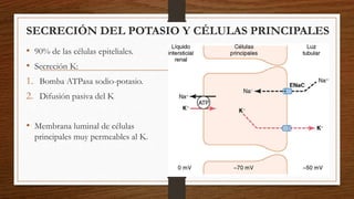 SECRECIÓN DEL POTASIO Y CÉLULAS PRINCIPALES
• 90% de las células epiteliales.
• Secreción K:
1. Bomba ATPasa sodio-potasio.
2. Difusión pasiva del K
• Membrana luminal de células
principales muy permeables al K.
 