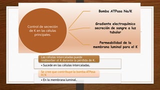 Control de secreción
de K en las células
principales.
Bomba ATPasa Na/K
Gradiente electroquímico
secreción de sangre a luz
tubular
Permeabilidad de la
membrana luminal para el K
 