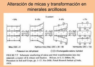 Alteración de micas y transformación en
minerales arcillosos
 