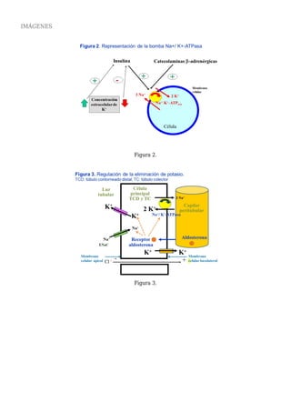 IMÁGENES
Figura 2.
Figura 3.
 