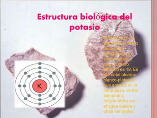 Estructura biológica del
potasio
El potasio es un
elemento químico
de la tabla
periódica cuyo
símbolo es K y
cuyo número
atómico es 19. Es
un metal alcalino,
blanco-plateado
que abunda en la
naturaleza, en los
elementos
relacionados con
el agua salada y
otros minerales.
 