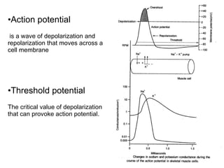 Action potential is a wave of depolarization and repolarization that moves across a cell membrane Threshold potential The critical value of depolarization that can provoke action potential. 