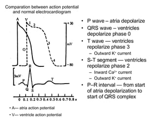 P wave – atria depolarize QRS wave – ventricles depolarize phase 0 T wave — ventricles repolarize phase 3 Outward K +  current S-T segment — ventricles repolarize phase 2 Inward Ca 2+  current Outward K +  current P–R interval — from start of atria depolarization to start of QRS complex Comparation between action potential and normal electrocardiogram A— atria action potential V— ventricle action potential 