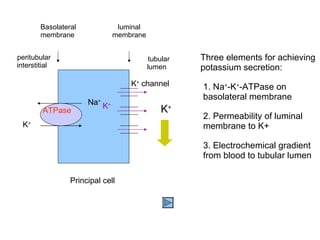 Three elements for achieving potassium secretion: 1. Na + -K + -ATPase on basolateral membrane 2. Permeability of luminal membrane to K+ 3. Electrochemical gradient from blood to tubular lumen ATPase Na + K + K +  channel K + Principal cell Basolateral  membrane luminal membrane peritubular interstitial  tubular lumen K + 