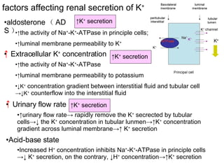factors affecting renal secretion of K + ↑ the activity of Na + -K + -ATPase in principle cells; ↑ luminal membrane permeability to K + ↑ the activity of Na + -K + -ATPase ↑ luminal membrane permeability to potassium ↓ K +  concentration gradient between interstitial fluid and tubular cell  ->↓K +  counterflow into the interstitial fluid ↑ urinary flow rate-> rapidly remove the K +  secrected by tubular cells->↓ the K +  concentration in tubular lunmen->↑K +  concentration gradient across luminal membrane->↑ K +  secretion Increased H +  concentration inhibits Na + -K + -ATPase in principle cells ->↓ K +  secretion, on the contrary, ↓H +  concentration->↑K +  secretion aldosterone （ ADS ） Extracellular K +  concentration  Urinary flow rate Acid-base state ↑ ↑ ↑ K +  secretion ↑ K +  secretion ↑ K +  secretion 