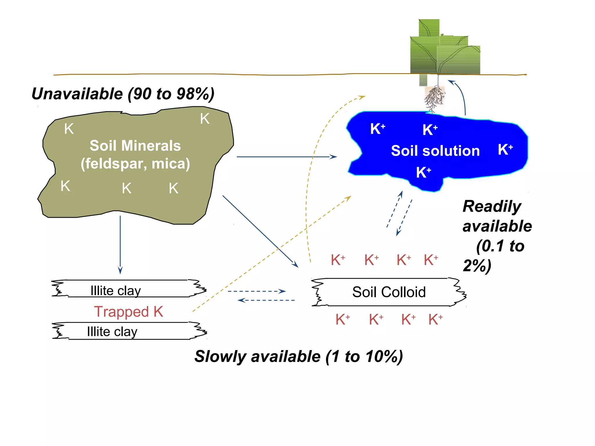 Unavailable (90 to 98%)
K

K

K+

Soil Minerals
(feldspar, mica)
K

K

K

K+
Illite clay

Trapped K
Illite clay

K+

K+
Soil solution
K+

K+ K+

Soil Colloid
K+

K+

K+ K+

Slowly available (1 to 10%)

K+

Readily
available
(0.1 to
2%)

 
