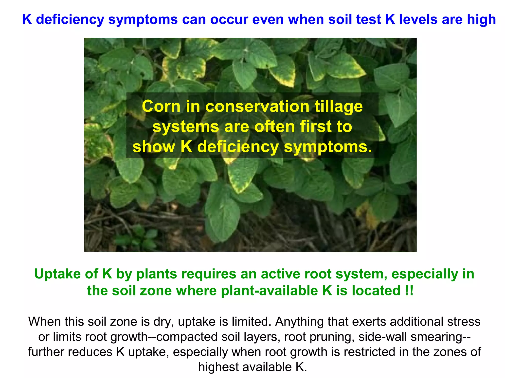 K deficiency symptoms can occur even when soil test K levels are high

Corn in conservation tillage
systems are often first to
show K deficiency symptoms.

Uptake of K by plants requires an active root system, especially in
the soil zone where plant-available K is located !!
When this soil zone is dry, uptake is limited. Anything that exerts additional stress
or limits root growth--compacted soil layers, root pruning, side-wall smearing-further reduces K uptake, especially when root growth is restricted in the zones of
highest available K.

 