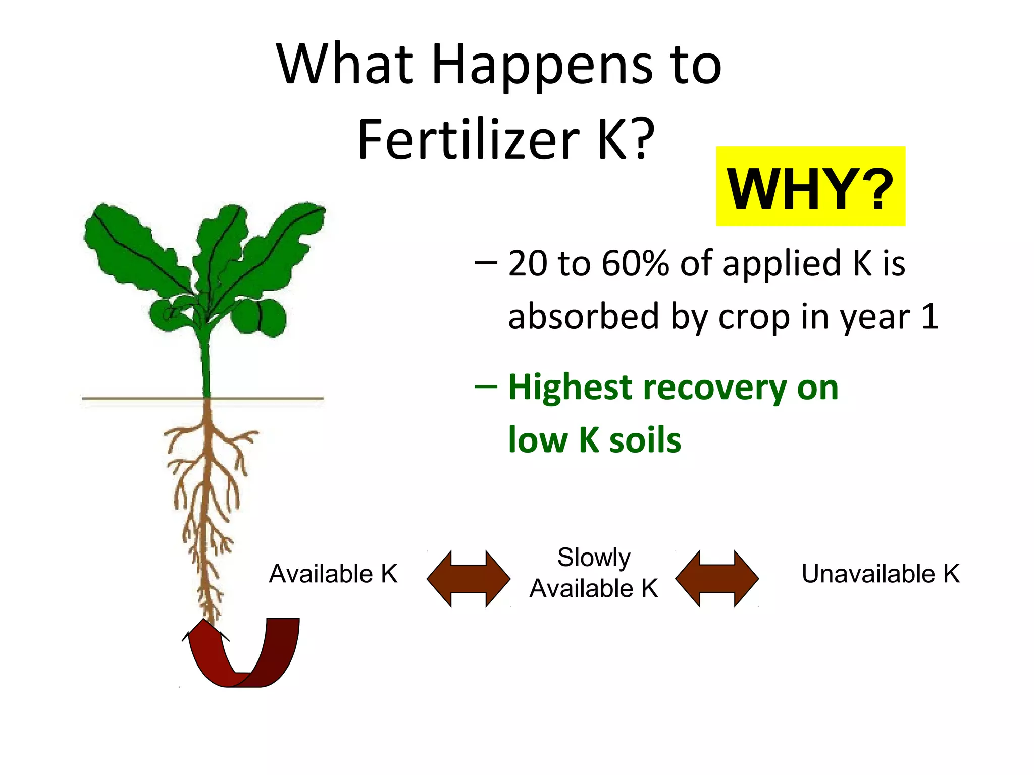 What Happens to
Fertilizer K?

WHY?

– 20 to 60% of applied K is
absorbed by crop in year 1
– Highest recovery on
low K soils
Available K

Slowly
Available K

Unavailable K

 