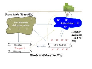 Unavailable (90 to 98%)
K

K

K+

Soil Minerals
(feldspar, mica)
K

K

K

K+
Illite clay

Trapped K
Illite clay

K+

K+
Soil solution
K+

K+ K+

Soil Colloid
K+

K+

K+ K+

Slowly available (1 to 10%)

K+

Readily
available
(0.1 to
2%)

 