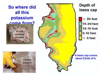 So where did
all this
potassium
come from?

Depth of
loess cap

K-rich
primary
minerals

Glacial
outwash

A loess cap covers
about 2/3rds of IL

 