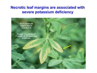 Necrotic leaf margins are associated with
severe potassium deficiency

 