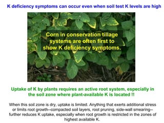K deficiency symptoms can occur even when soil test K levels are high

Corn in conservation tillage
systems are often first to
show K deficiency symptoms.

Uptake of K by plants requires an active root system, especially in
the soil zone where plant-available K is located !!
When this soil zone is dry, uptake is limited. Anything that exerts additional stress
or limits root growth--compacted soil layers, root pruning, side-wall smearing-further reduces K uptake, especially when root growth is restricted in the zones of
highest available K.

 