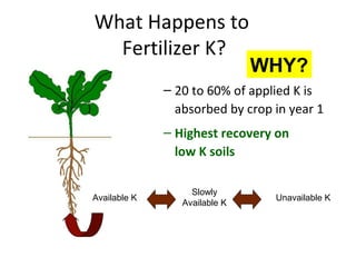What Happens to
Fertilizer K?

WHY?

– 20 to 60% of applied K is
absorbed by crop in year 1
– Highest recovery on
low K soils
Available K

Slowly
Available K

Unavailable K

 