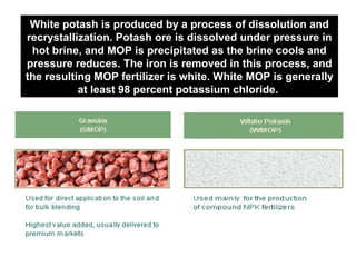 White Potash oreproduced by a NaCl and other salts.
potash is is a mix of KCl, process of dissolution and
The KCl is concentrated using a flotation process which
recrystallization. Potash ore is dissolved under pressure in
skims off the surface of a fluid suspension of finely
hot brine, and MOPconcentrate is further processed and and
is precipitated as the brine cools
crushed ore. This
pressure reduces. The iron is removed inis ~ 95 percent and
screened. The resulting fertilizer material this process,
the MOP. It is reddish in color is white.iron impurities in the
resulting MOP fertilizer because White MOP is generally
at ore are not removed in this process.
least 98 percent potassium chloride.

 