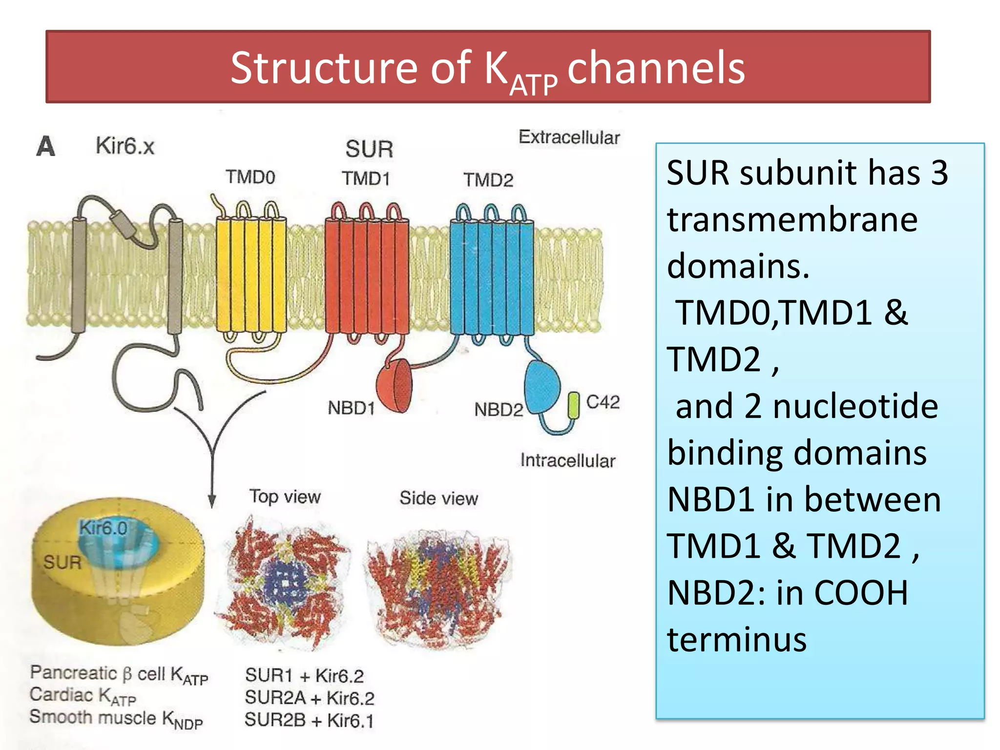 Structure of KATP channels

                     SUR subunit has 3
                     transmembrane
                     domains.
                      TMD0,TMD1 &
                     TMD2 ,
                      and 2 nucleotide
                     binding domains
                     NBD1 in between
                     TMD1 & TMD2 ,
                     NBD2: in COOH
                     terminus
 
