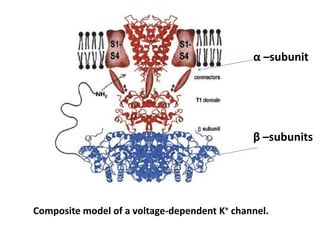 α –subunit




                                              β –subunits




Composite model of a voltage-dependent K+ channel.
 