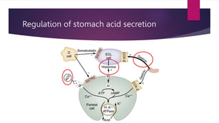 Regulation of stomach acid secretion
 