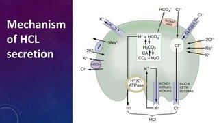 Mechanism
of HCL
secretion
 