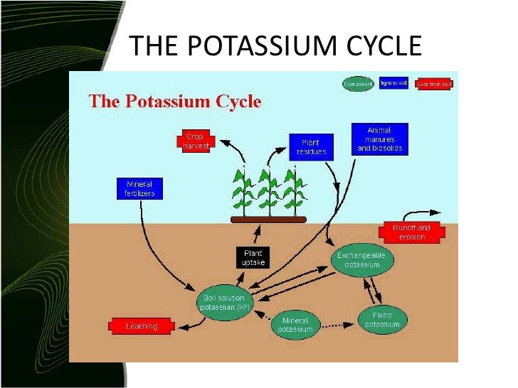 Potassium cycle
