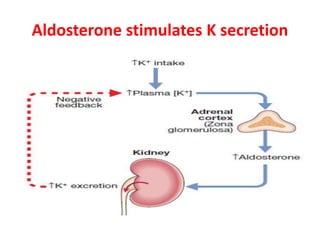 Aldosterone stimulates K secretion
 
