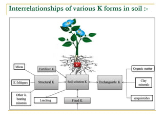Potassium solubilization