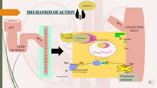 LOOP
OF HENLE
GLOMERULUS
PCT
MECHANISM OFACTION
C
O
L
L
E
C
T
I
N
G
D
U
C
T
PRINCIPAL
CELL
Na+-K+-ATPase pump
ENaC-
channel
COLLECTING
DUCT
Na+
Na+
Na+
INTERSTITIUM
K+
K+
K+
channel
Aldosterone
Aldosterone MR
MR-Mineralocorticoid receptor
AIPs
Spironolactone
Triamterene
Amiloride
 