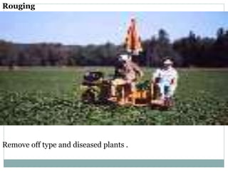 Rouging
Remove off type and diseased plants .
 
