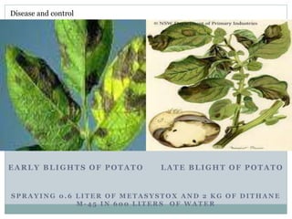 EARLY BLIGHTS OF POTATO LATE BLIGHT OF POTATO
S P R A Y I N G 0 . 6 L I T E R O F M E T A S Y S T O X A N D 2 K G O F D I T H A N E
M - 4 5 I N 6 0 0 L I T E R S O F W A T E R
Disease and control
 