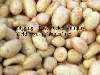 Digging - Last week of January.
Yield – 30-40 Tones/hac.
 