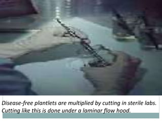Disease-free plantlets are multiplied by cutting in sterile labs.
Cutting like this is done under a laminar flow hood.
 