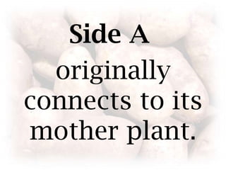 Side A originally connects to its mother plant.