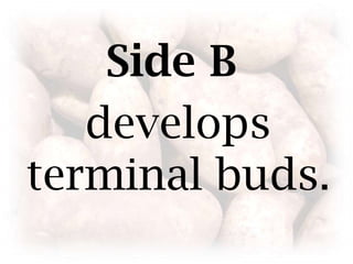 Side B  develops terminal buds.