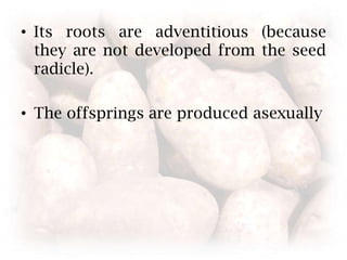Its roots are adventitious (because they are not developed from the seed radicle).The offsprings are produced asexually