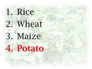 Rice WheatMaizePotato
