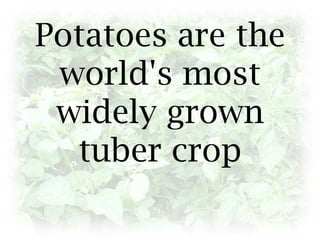 Potatoes are the world's most widely grown tuber crop