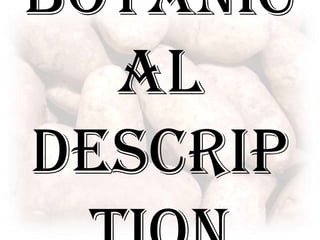 Botanical Description