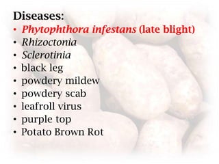 Diseases:Phytophthorainfestans (late blight)Rhizoctonia Sclerotinia black leg powdery mildew powdery scab leafroll virus  purple topPotato Brown Rot
