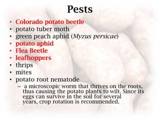 PestsColorado potato beetle  potato tuber moth green peach aphid (Myzuspersicae) potato aphidFlea Beetleleafhoppers thrips mites potato root nematode a microscopic worm that thrives on the roots, thus causing the potato plants to wilt. Since its eggs can survive in the soil for several years, crop rotation is recommended.