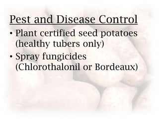 Pest and Disease ControlPlant certified seed potatoes (healthy tubers only)Spray fungicides (Chlorothalonil or Bordeaux)