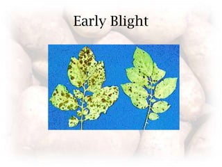 Early Blight
