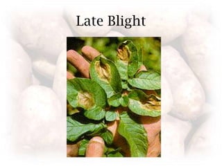 Late Blight