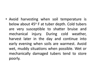 Avoid harvesting when soil temperature is below about 45o F at tuber depth. Cold tubers are very susceptible to shatter bruise and mechanical injury. During cold weather, harvest later in the day and continue into early evening when soils are warmest. Avoid wet, muddy situations when possible. Wet or mechanically damaged tubers tend to store poorly.
