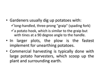 Gardeners usually dig up potatoes with: long-handled, three-prong "graip" (spading fork)